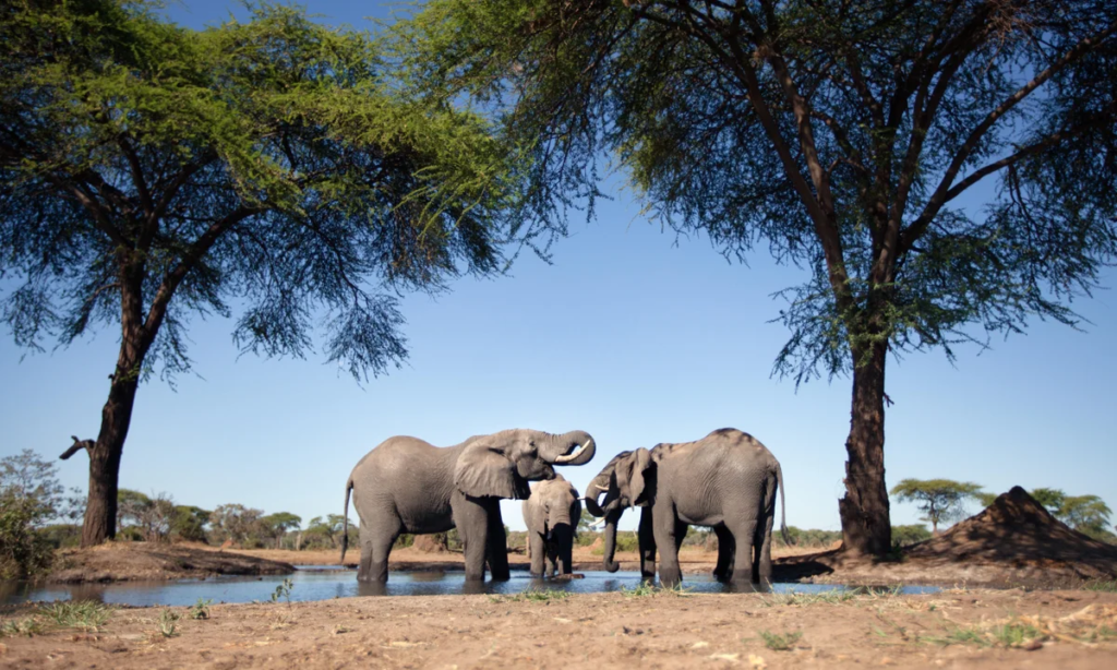 Namibia’s Wildlife Culling Amid Hunger Crisis Sparks Global Outrage